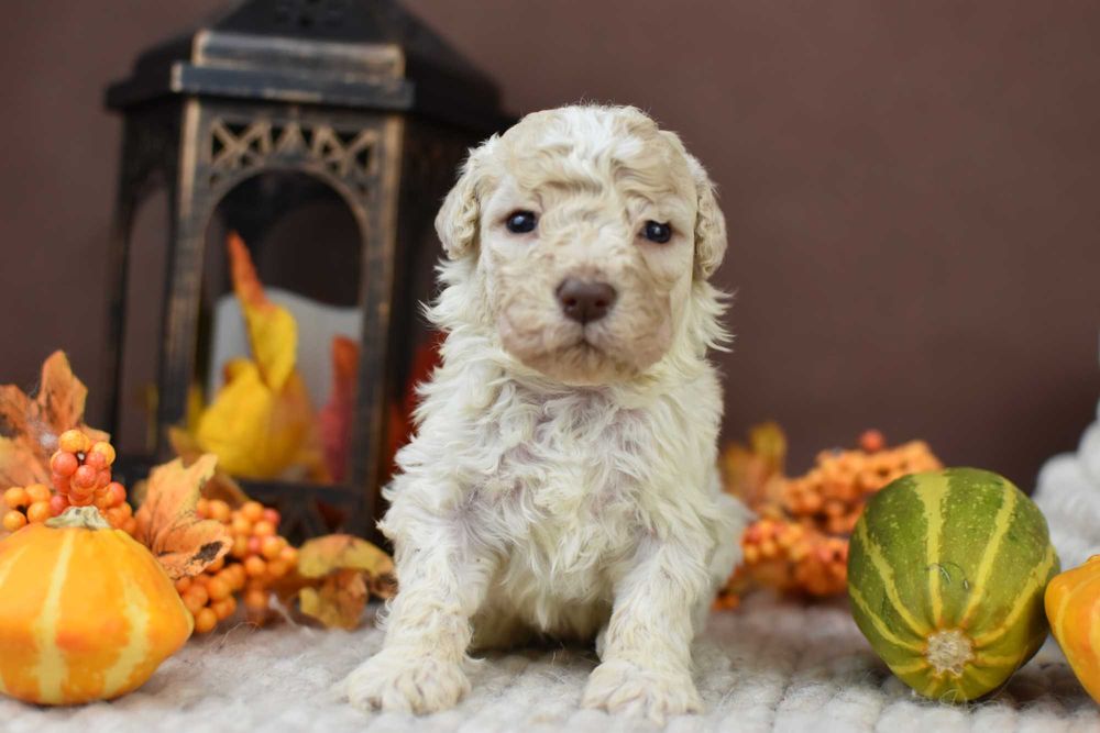 Lagotto Romagnolo- Szczenięta ZKwP