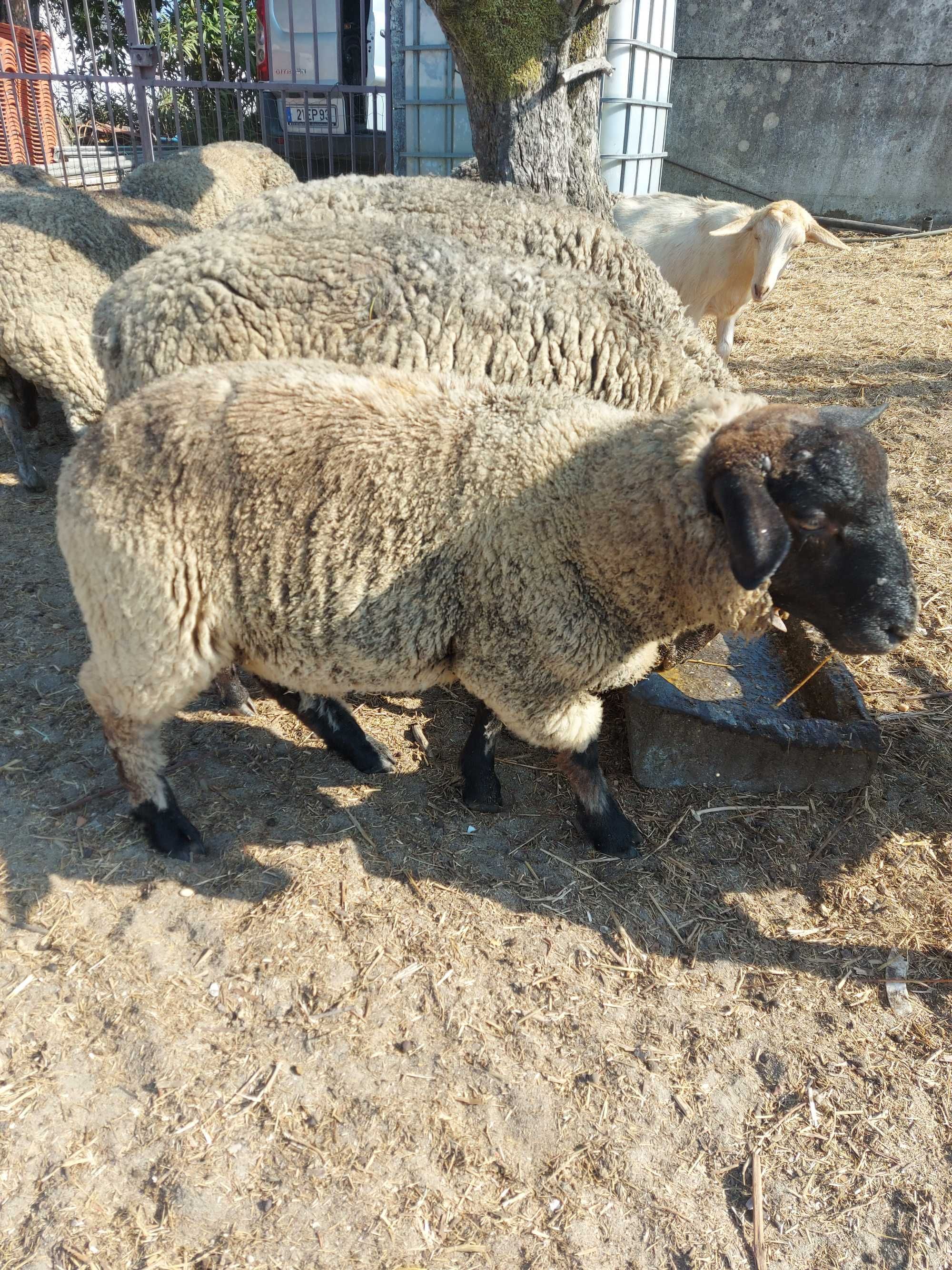 Borrego sulfox macho