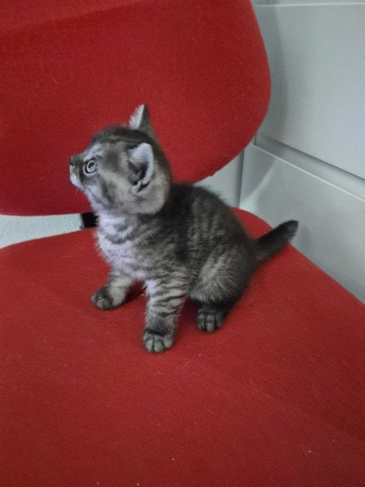 Gatinho Scotish Straight