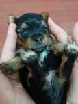 Yorkshire terrier macho mini com Lop