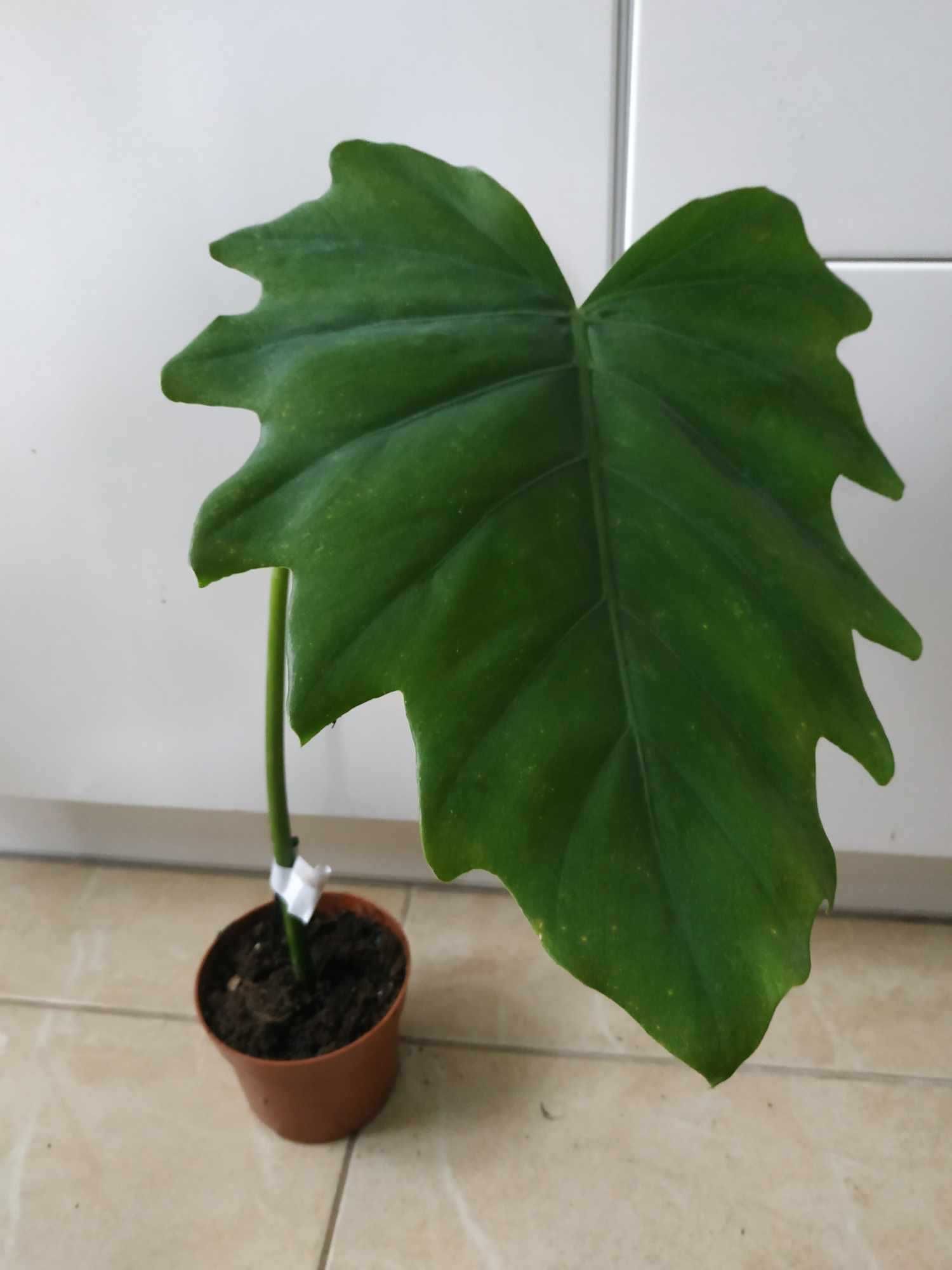 Philodendron Acutatum. Lacerum . Camouflage.