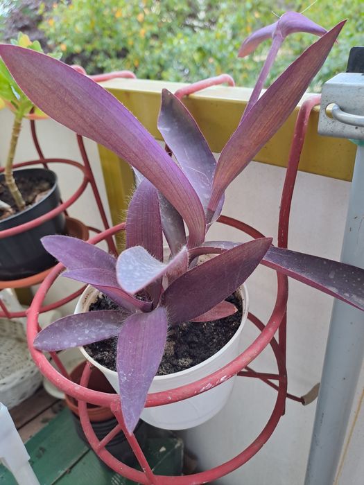 Trzykrotka purpurowa