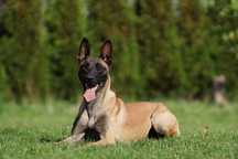 Owczarek Belgijski Malinois  - Wrocław