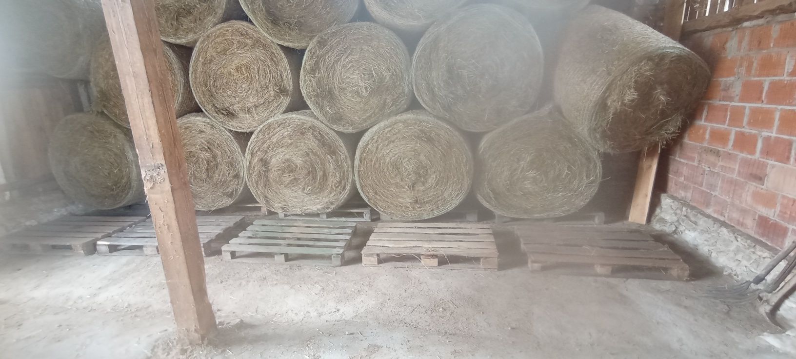 Siano balot 120x120  zbiór 2025 pierwszy pokos