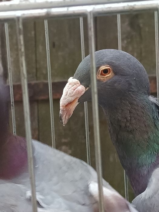 Rzeszowski gołębie rzeszowskie