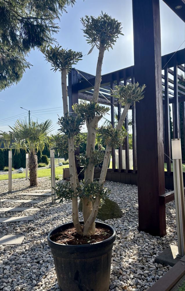 OLEA EUROPEA/ drzewko oliwne