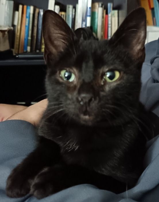 Gatinha para adoção responsável