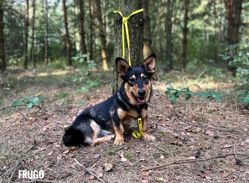 Pocieszny, rezolutny wesoły Frudo za darmo