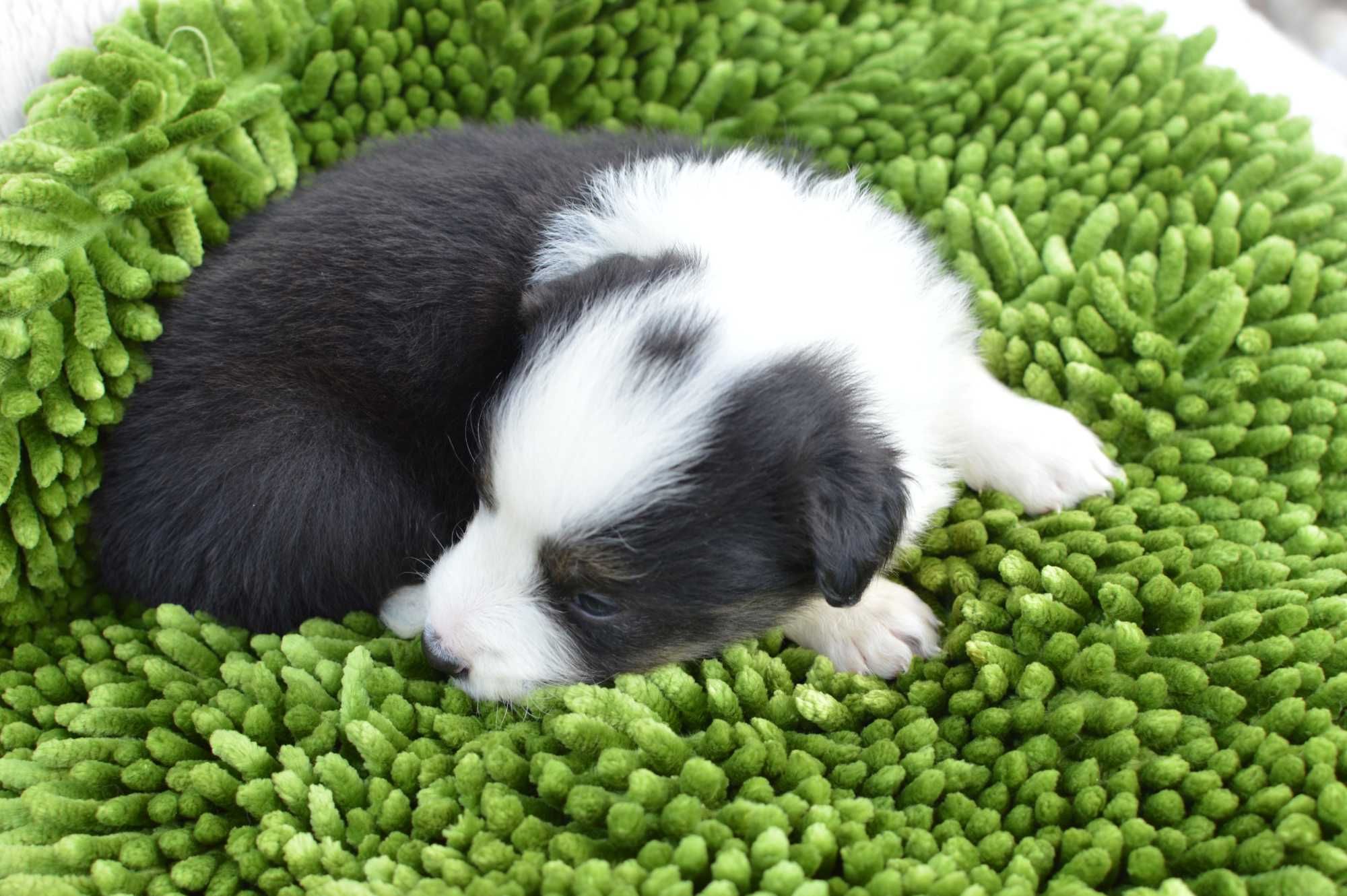 Suczka z niebieskim okiem BORDER COLLIE ZkwP/FCI tricolor