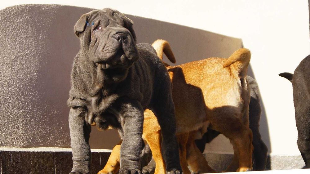Szczeniak Shar pei z rodowodem. Samiec Filo, blue, błękitny,3 miesiące