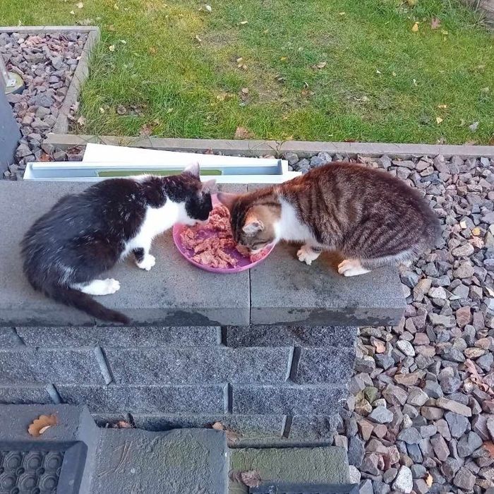 Do wydania dwa kotki działkowe! Marzną. Pojawiły się dzis