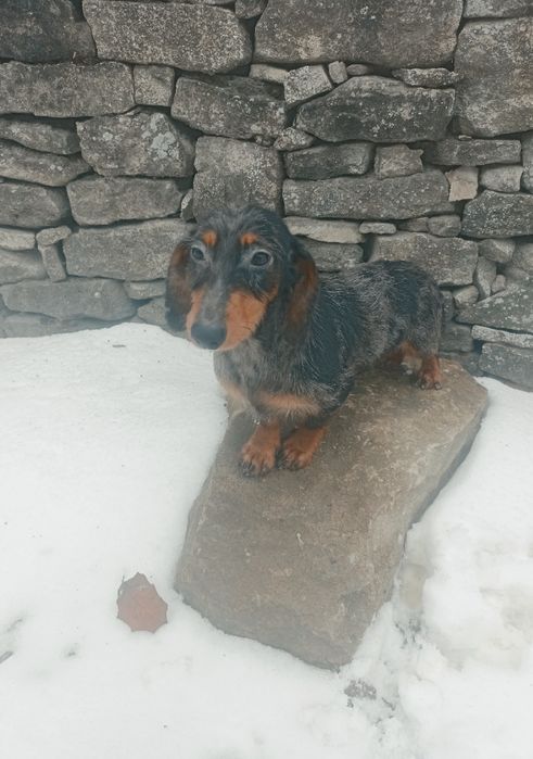 Шикарний кролячий мраморний таксик.