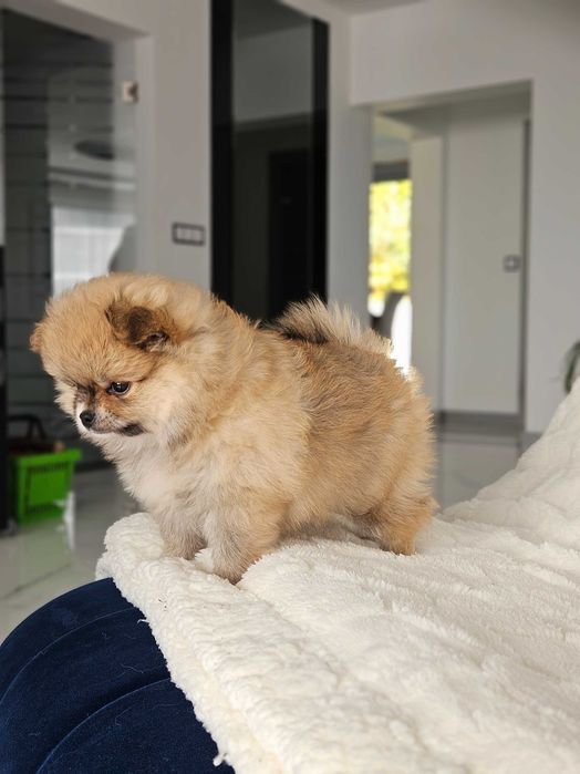 Szpic miniaturowy - pomeranian - rudy