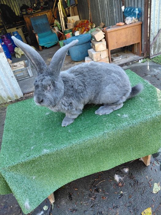 Olbrzym belgijski niebieski