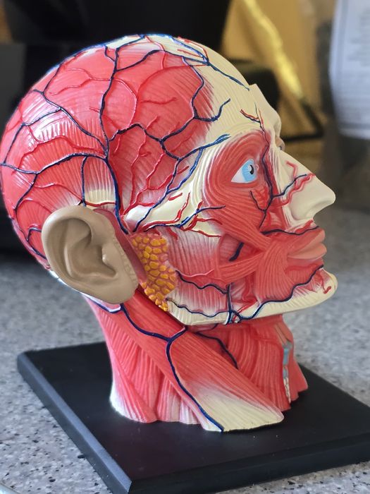 Model czaszki model mięśni twarzy i kości