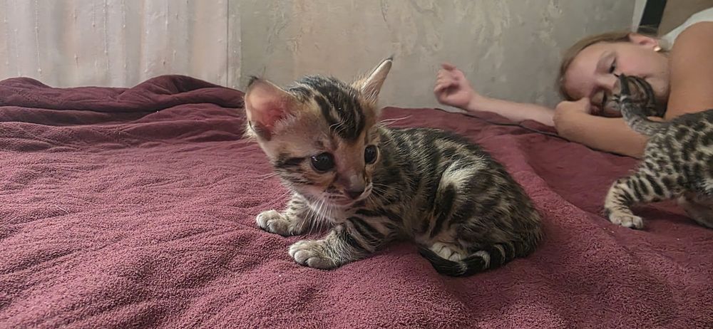 Бенгальські кошенята