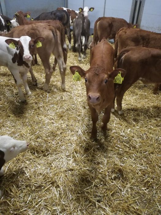 Byczki i jałówki polskie. Lubartów