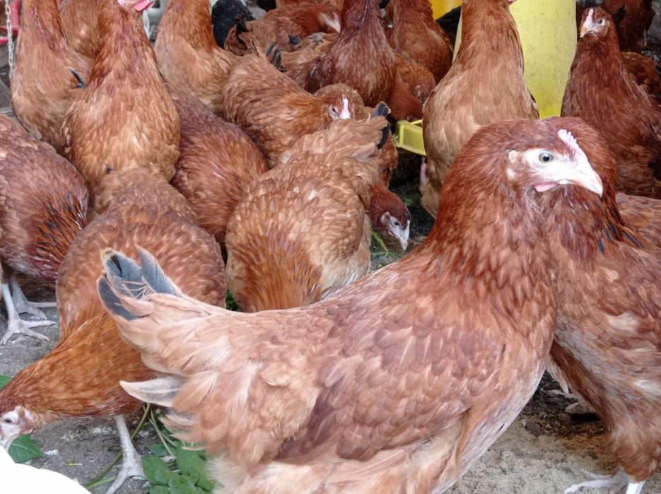 Kurki nioski młode kokoszki na jajko Rossa leghorn zielononóżki