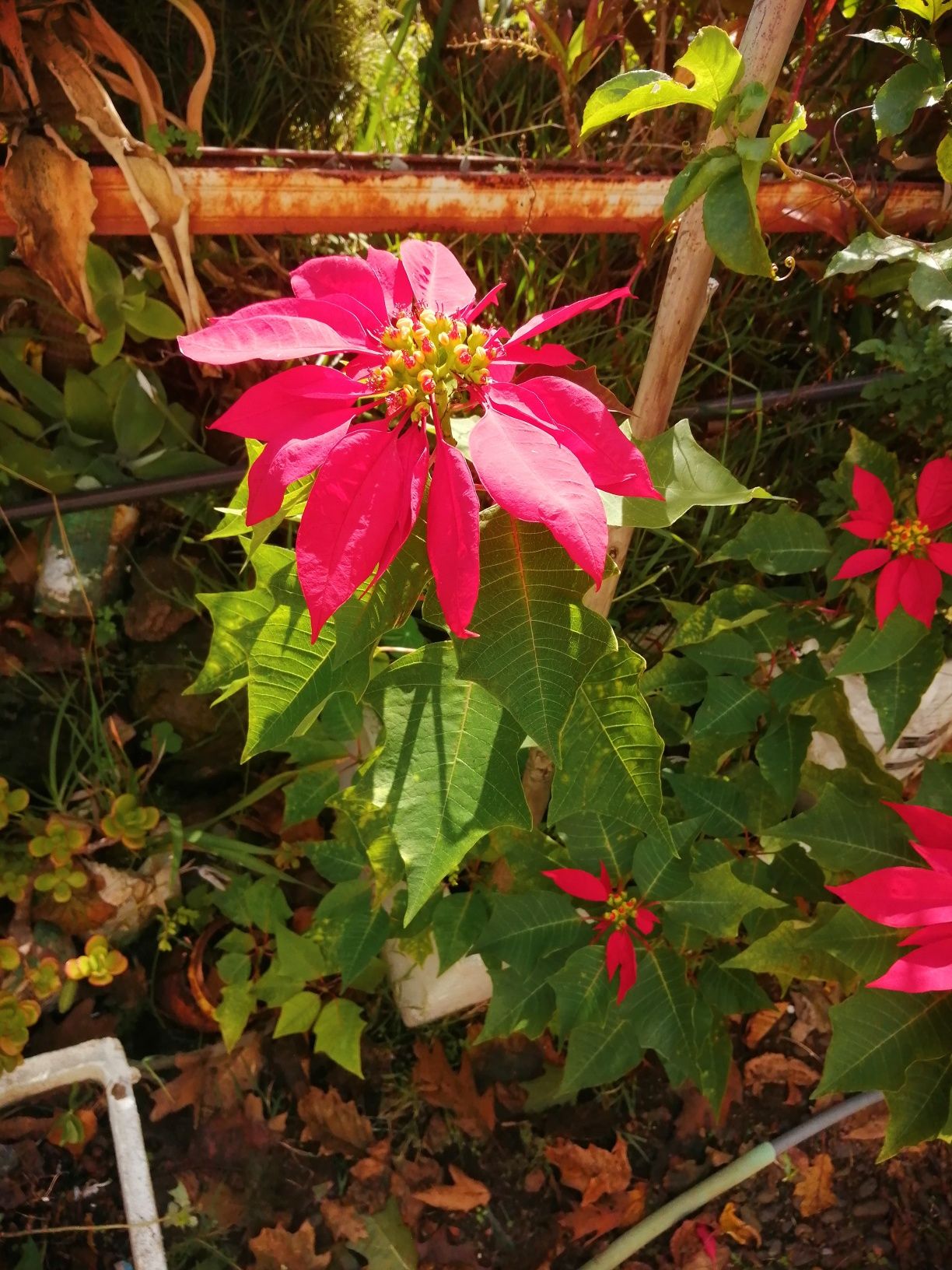 Manhã de Páscoa, flor ou estrela do Natal,