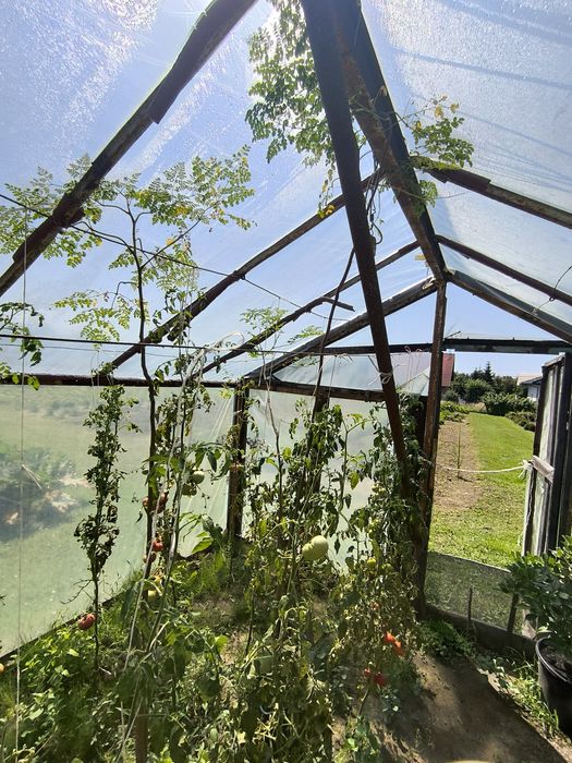 Moringa Olifiera duże drzewo egzotyczne