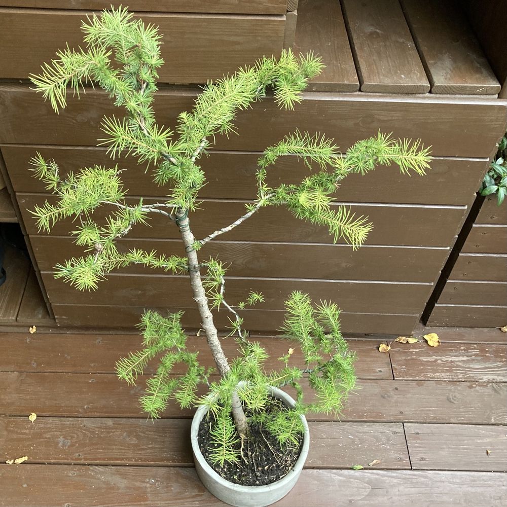 Modrzew bonsai w recznie wykonanej betonowej donicy