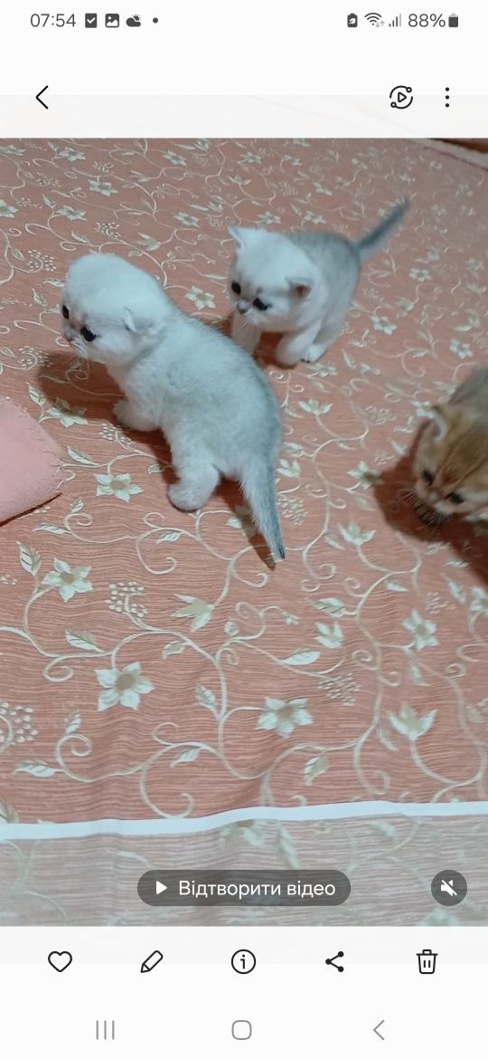 Кото-малеча золотих та сріблястих шиншилл
