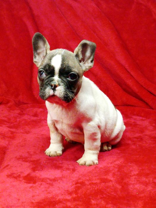 Bulldog francês Macho