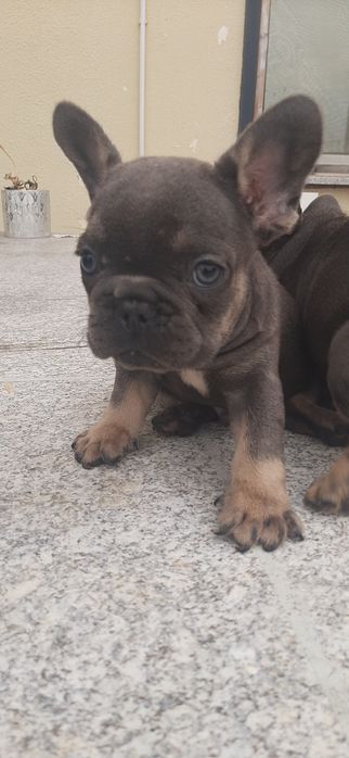 Bulldog Francês blue tan