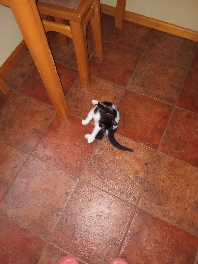 Котёнок Томас ищет маму