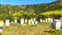 Enxames e núcleos de abelhas 2024
