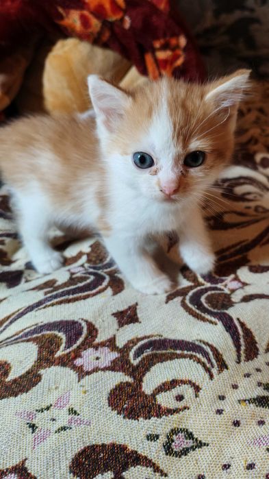 Рудий котик шукає дім