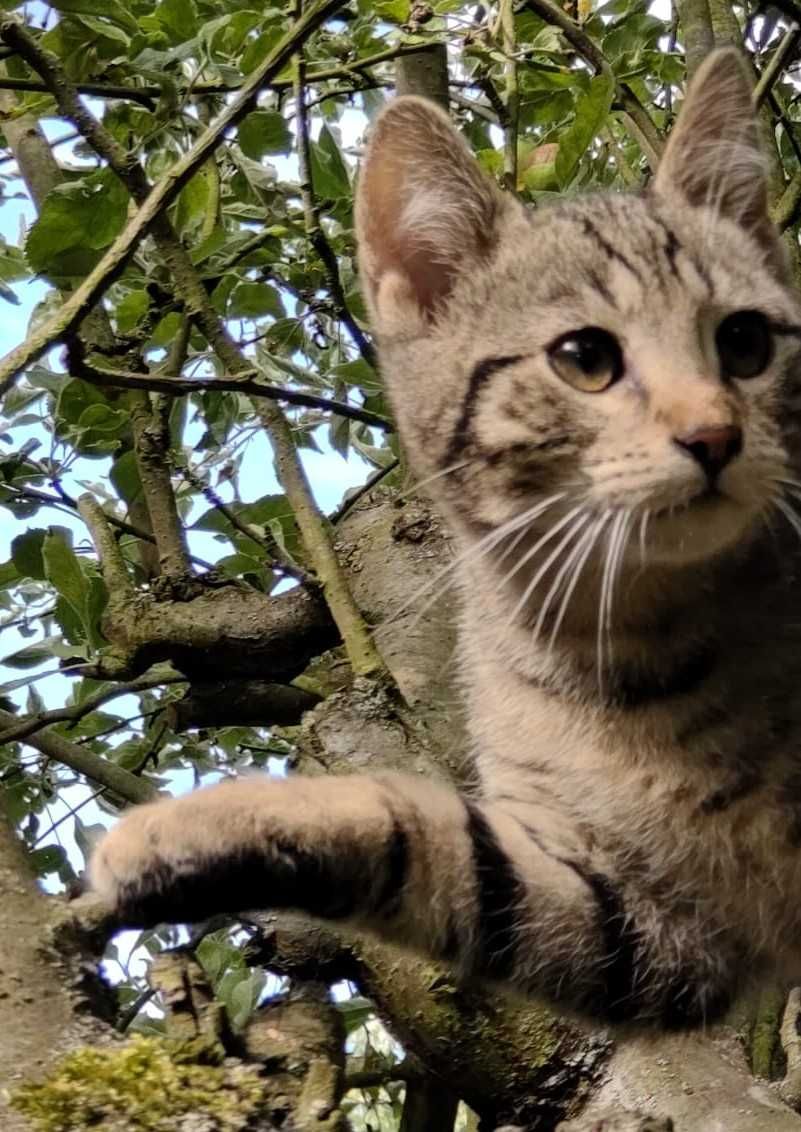 kotki do adopcji