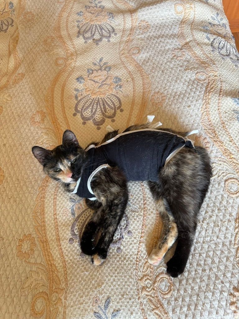 Кошечка ищет дом