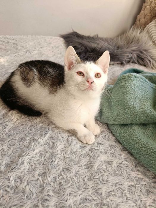 Kto pokocha Barnabę?