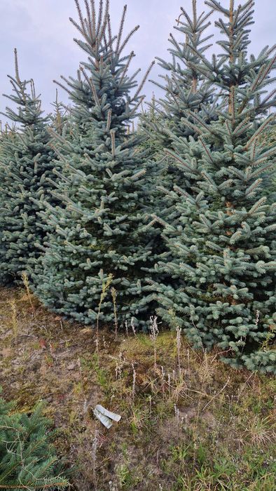 Świerk srebrny jodła kaukaska