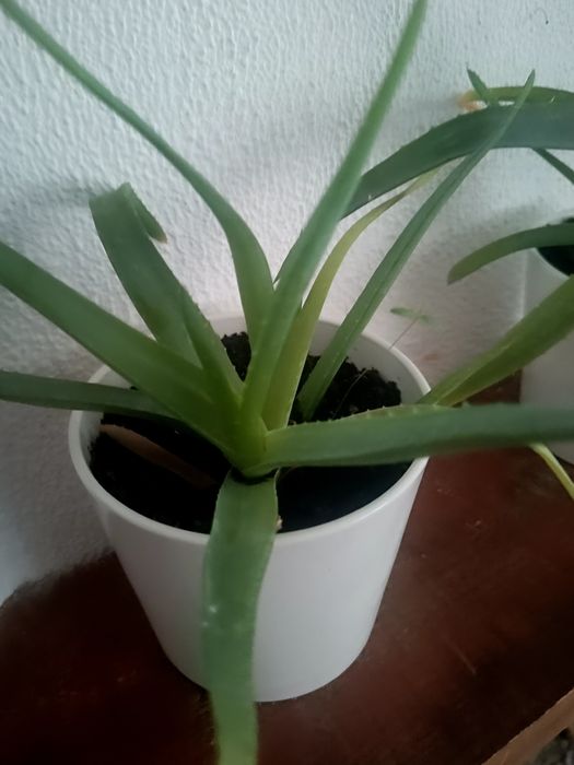 Aloes z doniczką