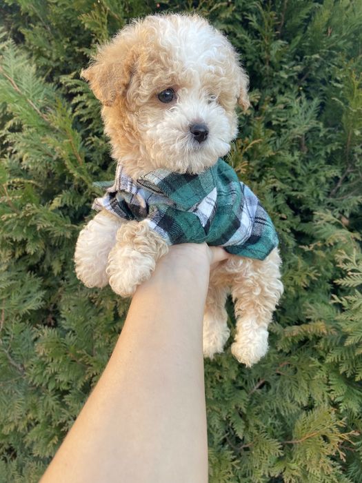 Цунятка міні мальтипу