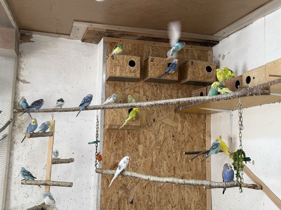 Papugi faliste na sprzedaz 30zl za sztuke