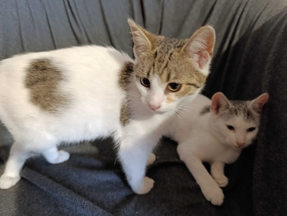 Oddam 2 kocie dziewczynki