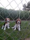 Szczeniak Beagle Tri-Color
