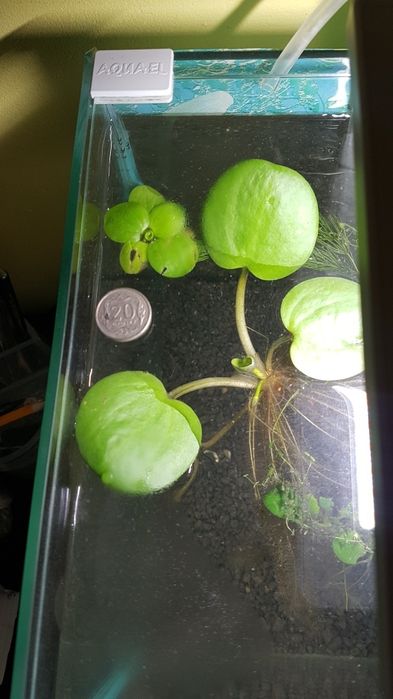 Limnobium gigant