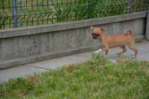 Chihuahua krotkowlosa chlopczyk ZKwP FCI