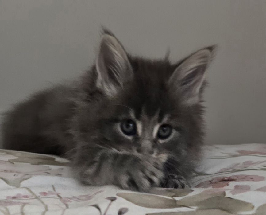 Niebieska kotka Maine Coon