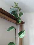 Epipremnum Marble Queen