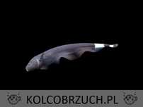 Duch amazoński - Duch brazylijski - Nożowiec - Apteronotus albifrons