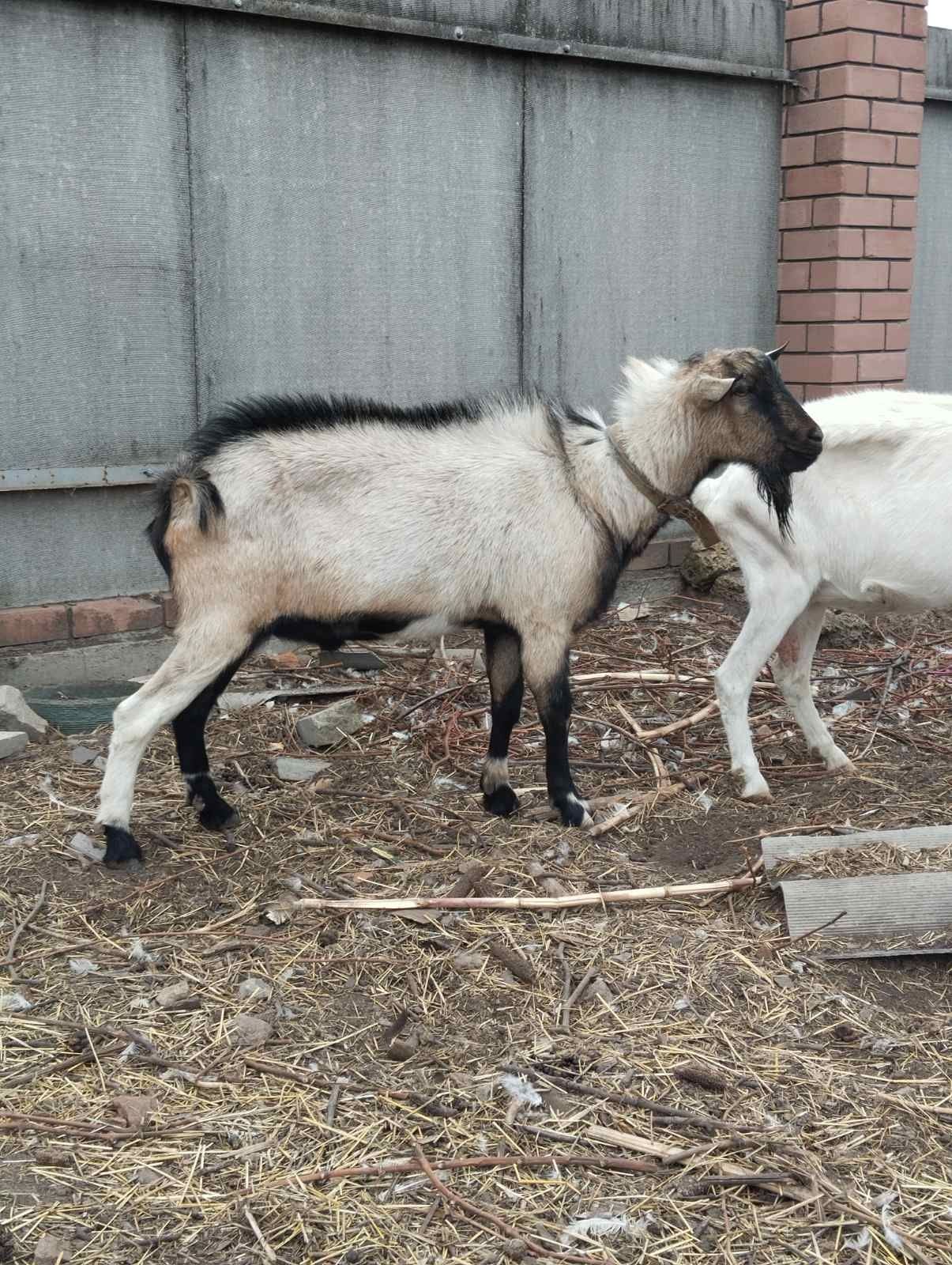 Козел альпийский для вязки