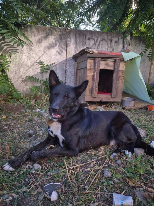 Отдается метис овчарки в хорошие руки