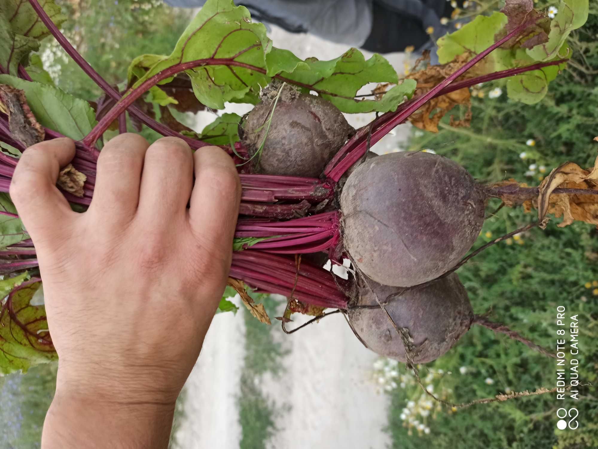 Buraczek czerwony