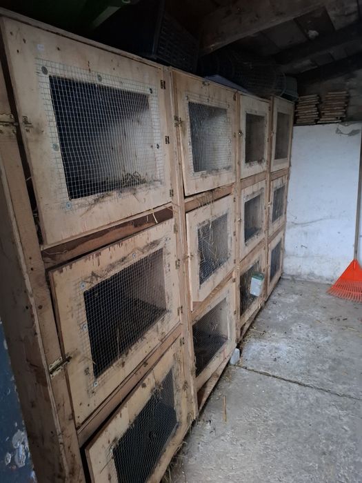 Klatki dla królików