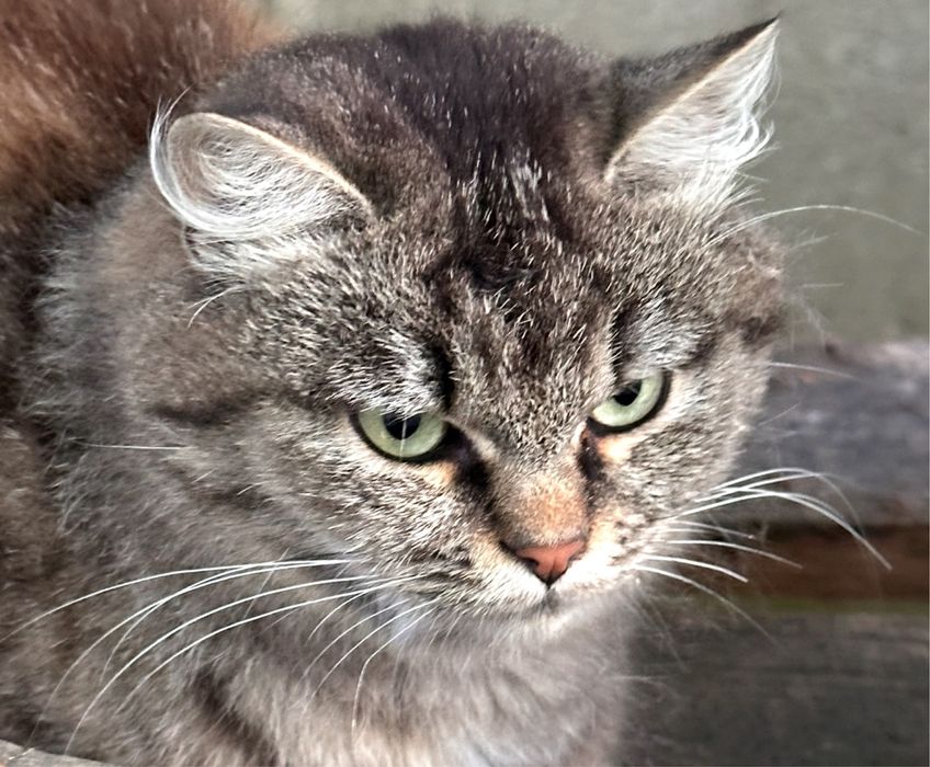 Віддам молоденьку стерилізовану кицю